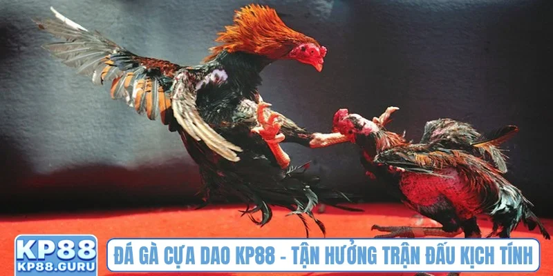 Đá gà cựa dao