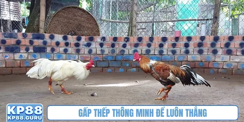 Gấp thếp thông minh để luôn thắng